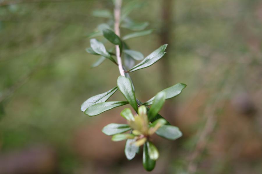 Feuilles juvéniles de Pittosporum gatopense ©IAC - A. Pain