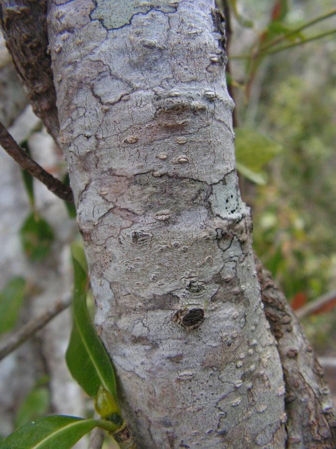 Écorce de Myrsine novocaledonica ©IAC - A. Pain
