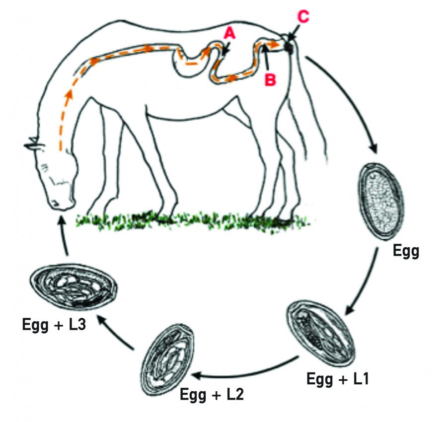 Cycle parasitaire de Oxyuris equi http://cal.vet.upenn.edu/projects/merial/Oxyurids/oxy2a.html