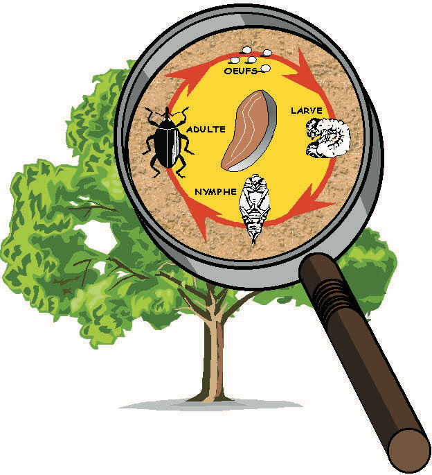 Cycle biologique du Charançon du Manguier