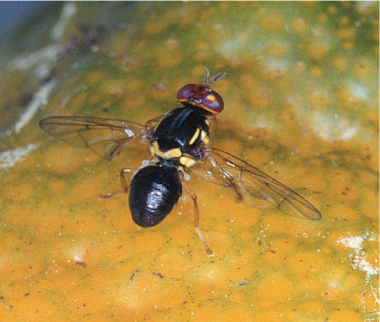 Femelle de Bactrocera psidii sur une orange ©D. Paulaud