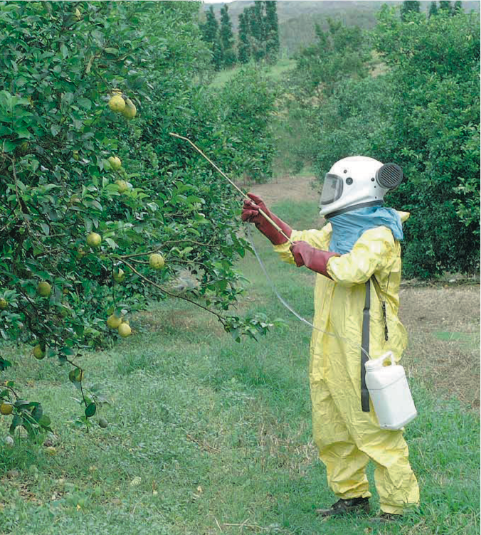 Traitement par tache au “Bactrogel P TM”, associant un gel, un insecticide et de l’hydrolysat de protéines ©IAC - S. Cazères