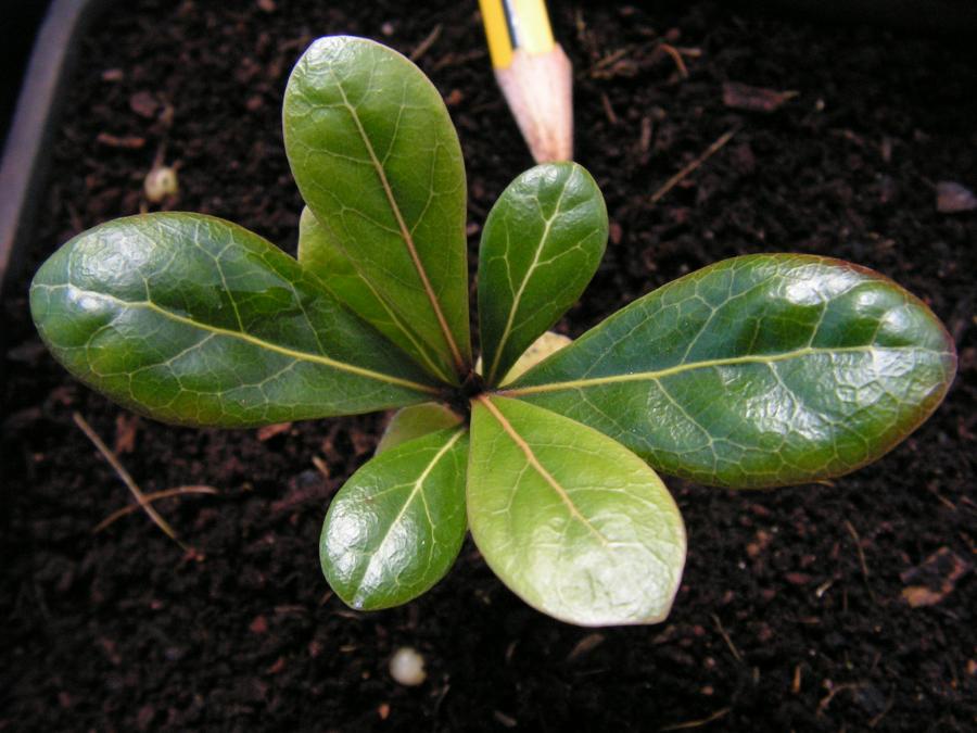 Jeune plant d'Ixora margaretae ©IAC - A. Pain