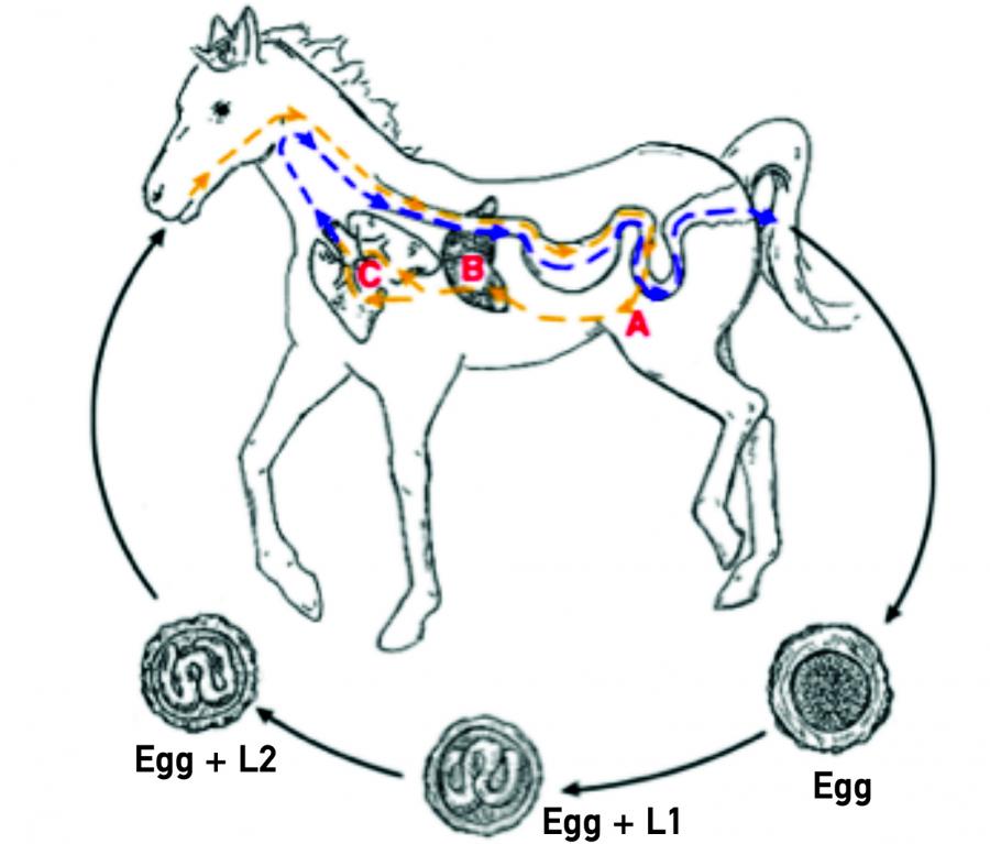 Cycle parasitaire de Parascaris equorum http://cal.vet.upenn.edu/projects/merial/Ascarids/Asc_19a.html