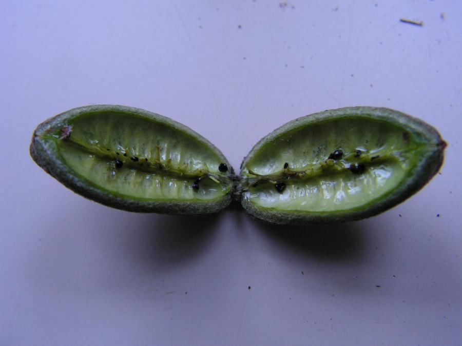 Fruit déhiscent de Pittosporum gatopense ©IAC - A. Pain