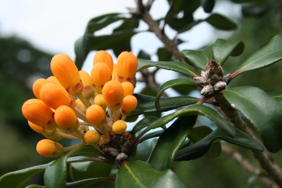 Boutons floraux de Pittosporum tanianum ©IAC - A. Pain