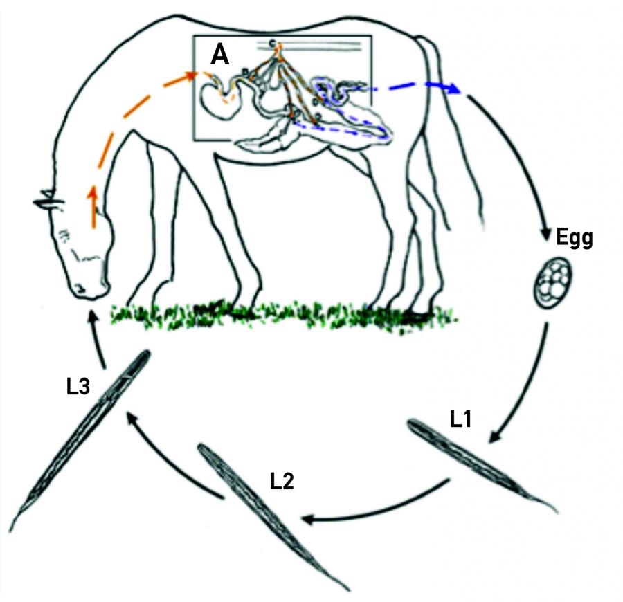 Cycle parasitaire de Strongylus vulgaris http://cal.vet.upenn.edu/projects/merial/Strongls/strong_8a1.htm