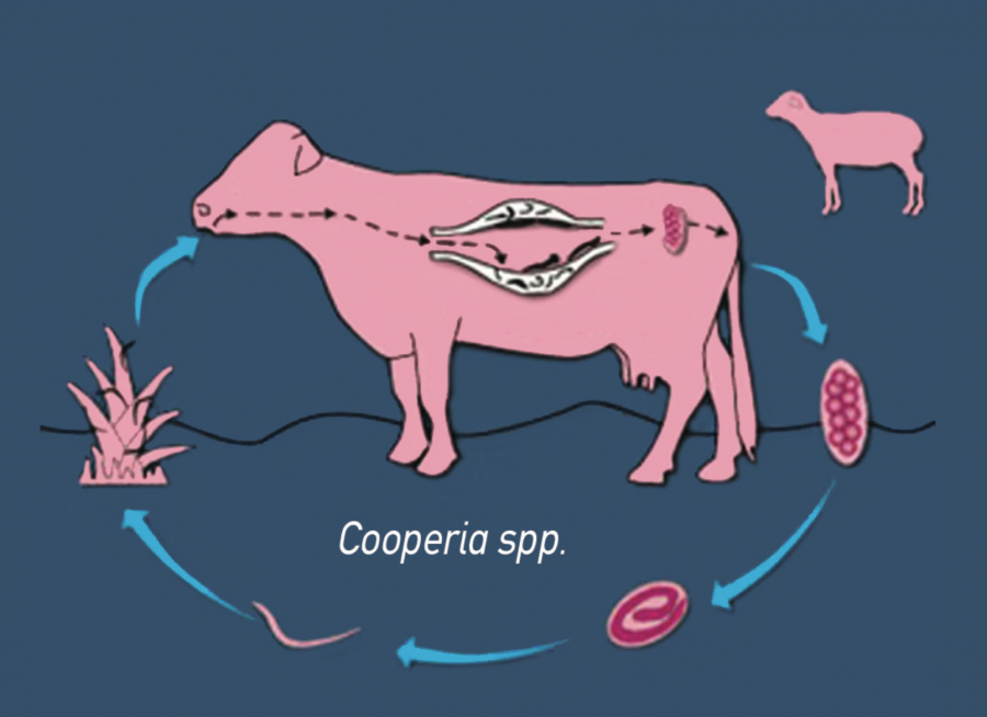 Cycle de Cooperia spp. ©UC Davis Université de Californie