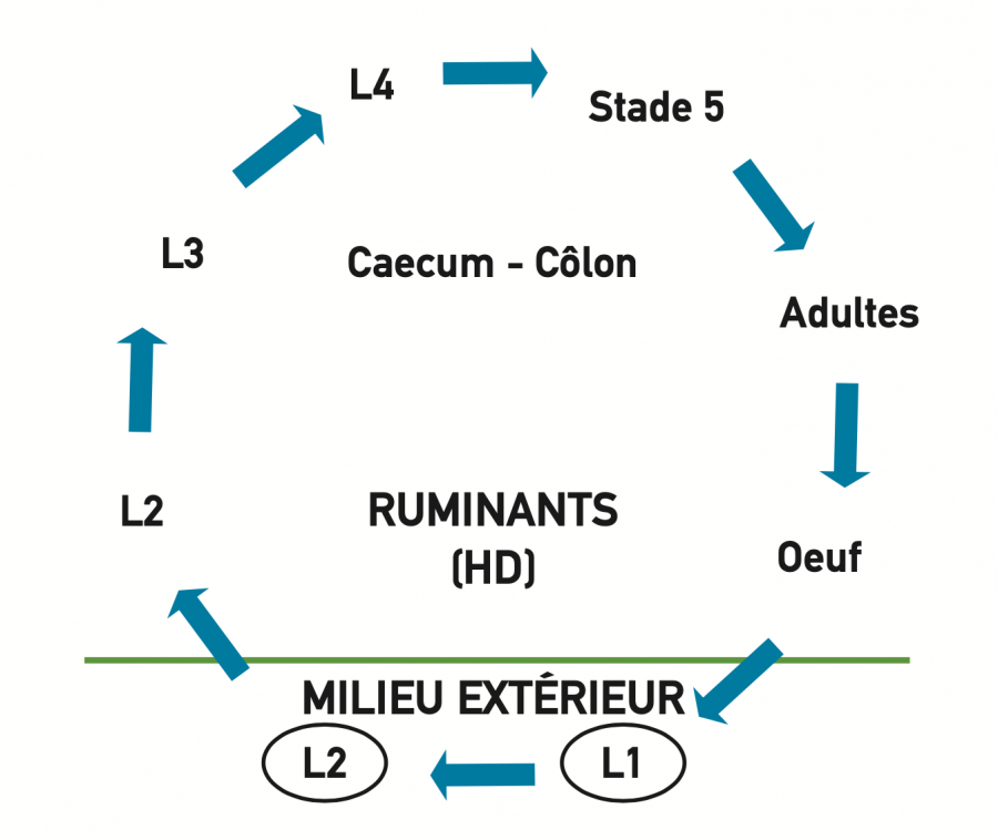 Cycle de Trichuris spp ©IAC