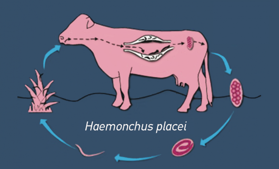 Cycle d'Haemonchus placei ©UC Davis Université de Californie