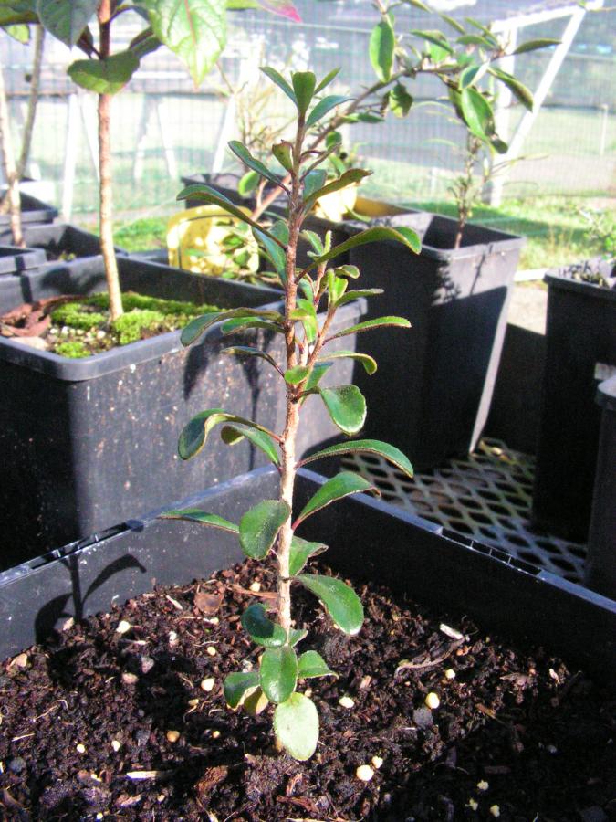 Jeune plant de Pittosporum tanianum ©IAC - A. Pain