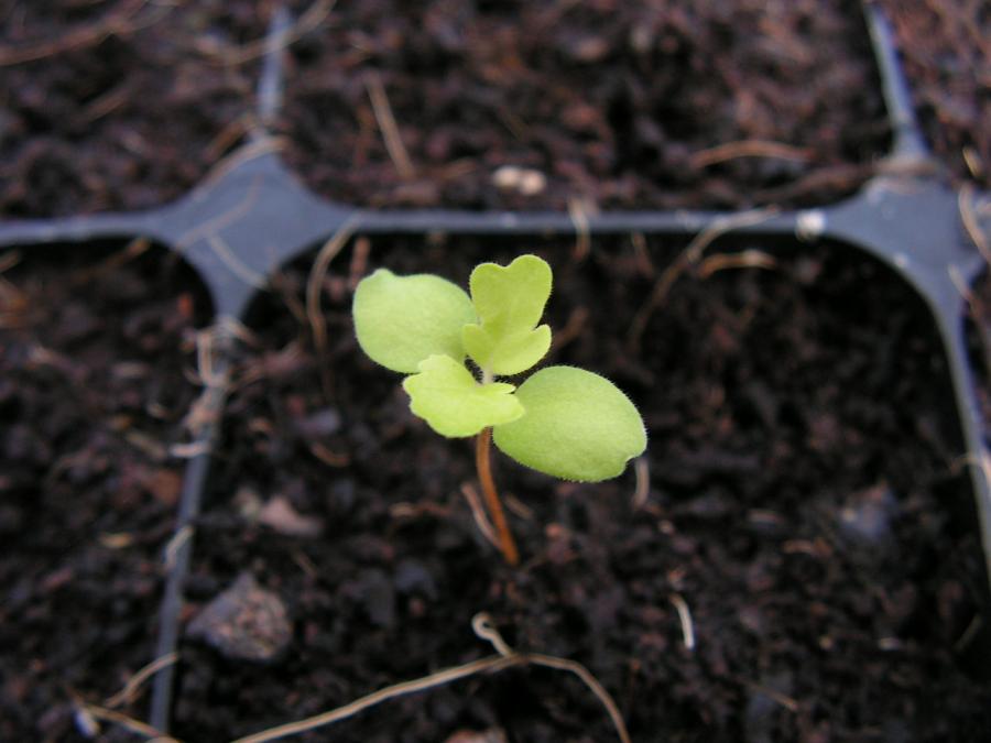 Plantule de Premna serratifolia ©IAC - A. Pain