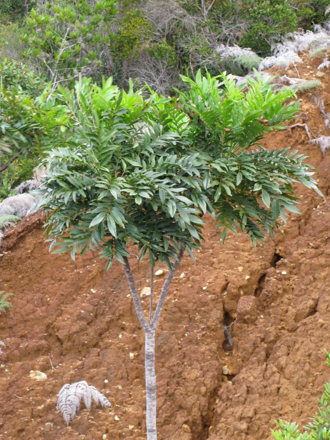 Myodocarpus fraxinifolius ©IAC