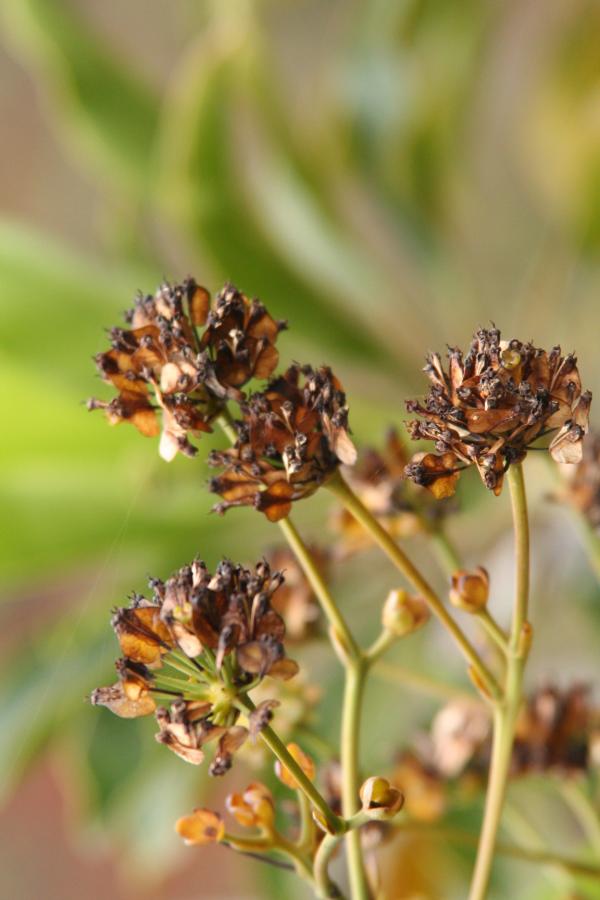 Fruits matures de Myodocarpus fraxinifolius ©IAC