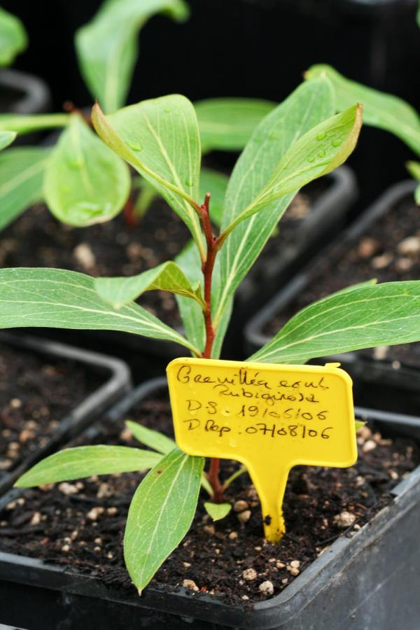 Jeune plant de Grevillea rubiginosa (à 12 mois) ©IAC