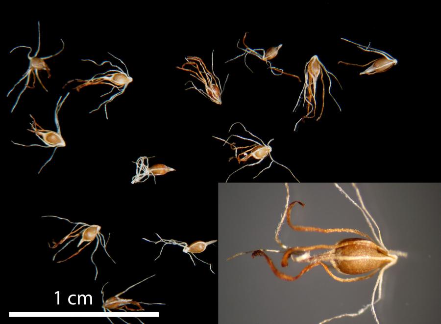 Akènes de Tetraria arundinacea ©IAC