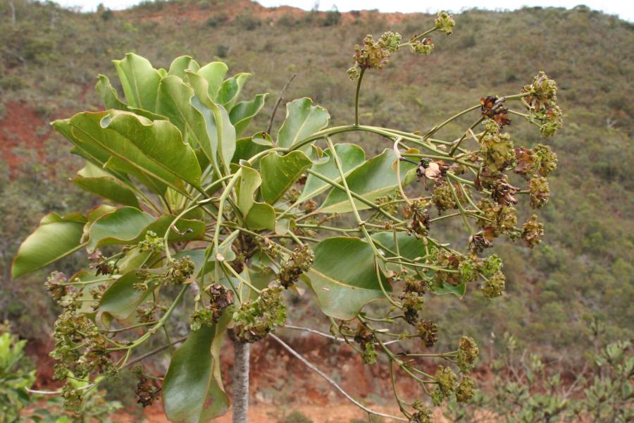 Infrutescence de Myodocarpus fraxinifolius ©IAC