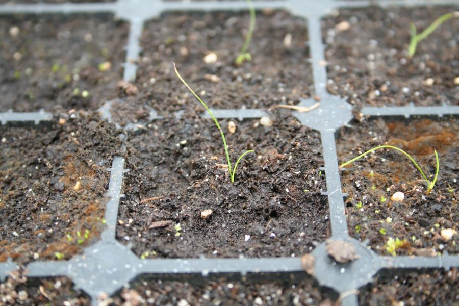 Plantules de Schoenus neocaledonicus (à 2 mois) ©IAC