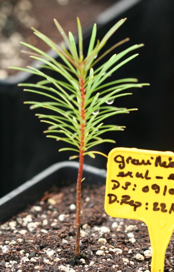 Plant de Grevillea exul (à 16 mois) ©IAC