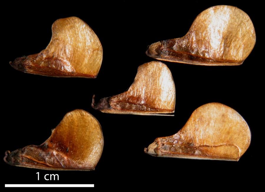 Graines de Myodocarpus fraxinifolius ©IAC