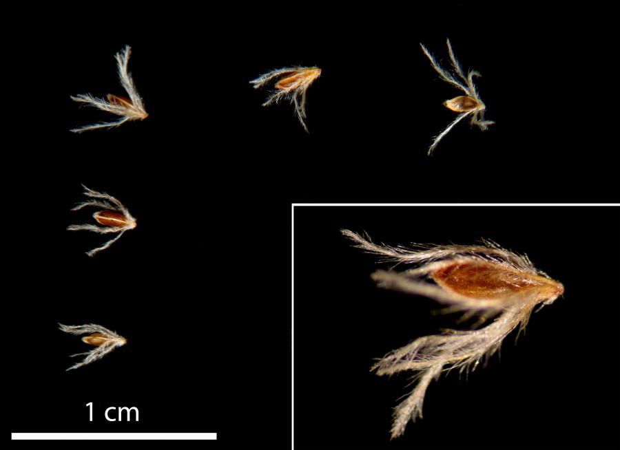 Akènes de Costularia pubescens ©IAC