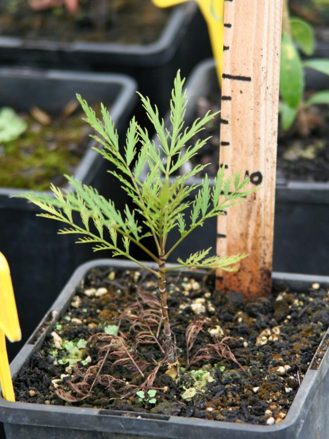 Plantule de Myodocarpus fraxinifolius (à 15 mois) ©IAC
