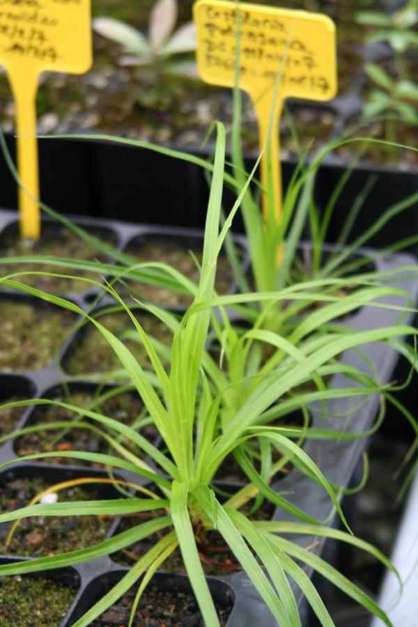 Plant de Costularia pubescens en pépinière (à 11 mois)