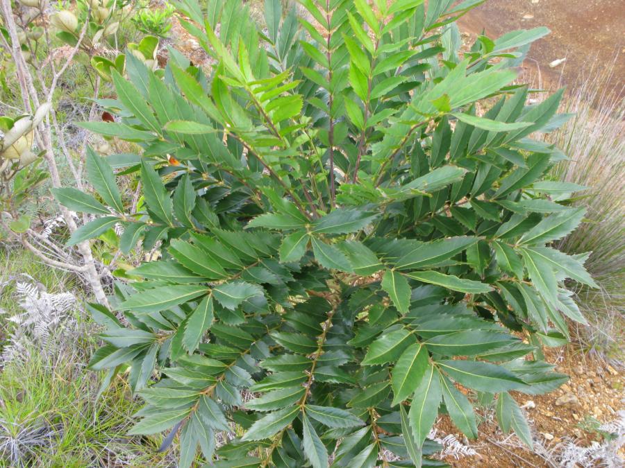 Détail des feuilles de Myodocarpus fraxinifolius ©IAC