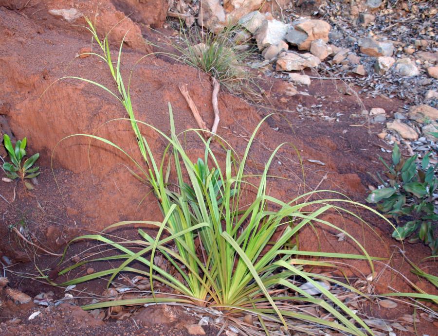 Tetraria arundinacea ©IAC