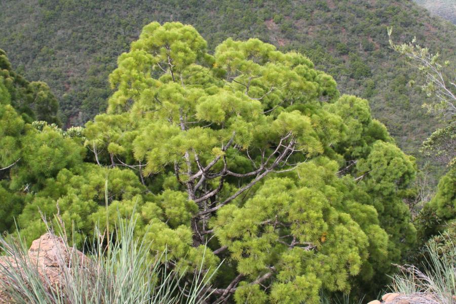 Plant adulte de Gymnostoma chamaecyparis ©IAC