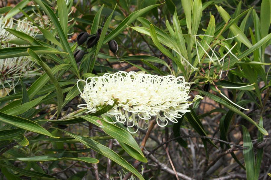 Inflorescence et feuilles de Grevillea exul. Noter les feuilles plus étroites que celles de G. rubiginosa ©IAC