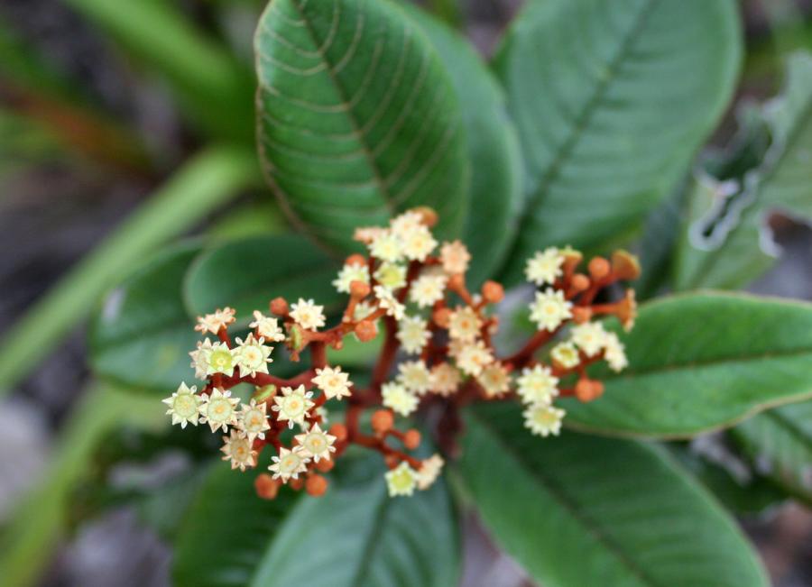 Inflorescence d'Alphitonia neocaledonica ©IAC