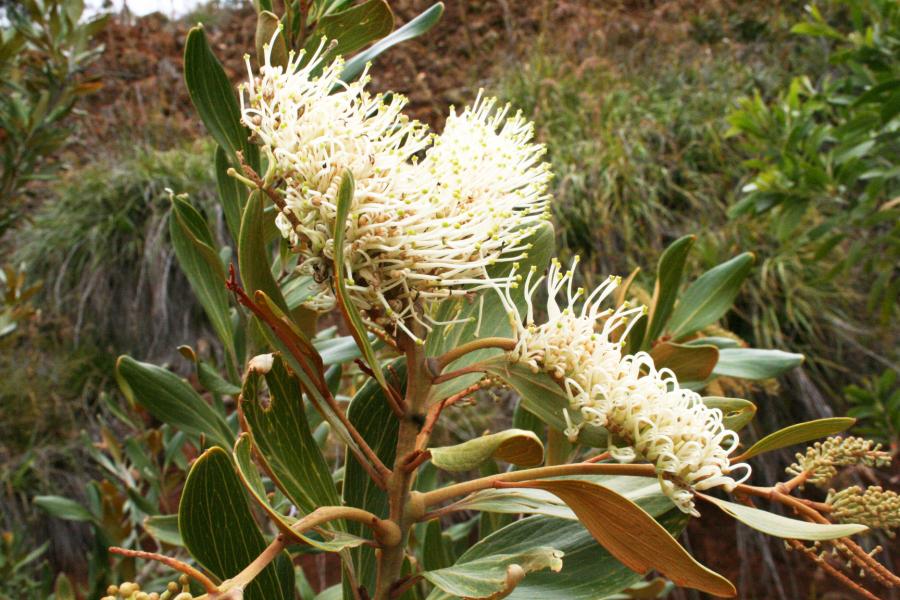 inflorescence et feuilles de Grevillea rubiginosa ©IAC