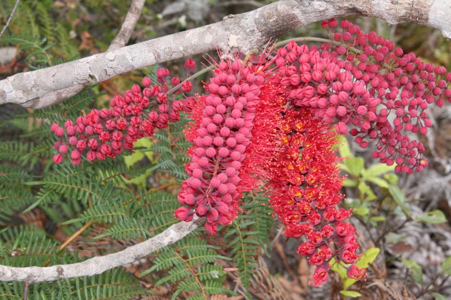 Inflorescence de Geissois pruinosa ©IAC