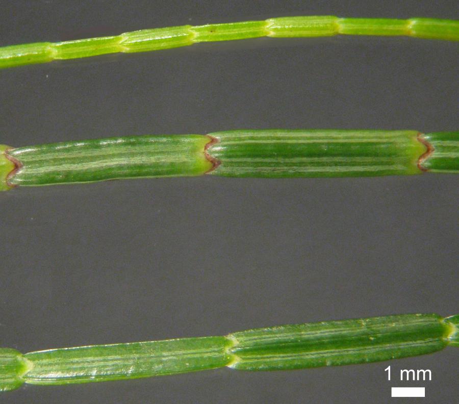 Détail des pseudo-cladodes (de haut en bas) : G. chamaecyparis G. deplancheanum G. poissonianum ©IAC