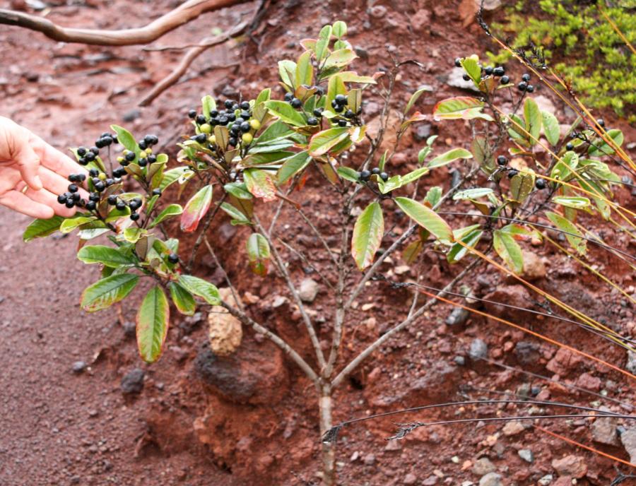 Fruits mûrs d'Alphitonia neocaledonica ©IAC