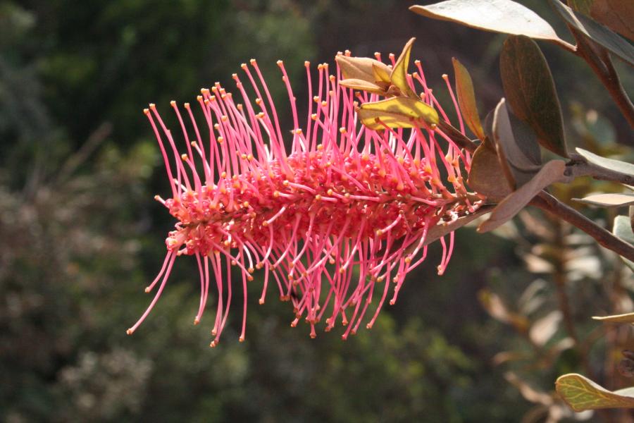 Inflorescence et feuilles de Grevillea gillivrayi ©IAC