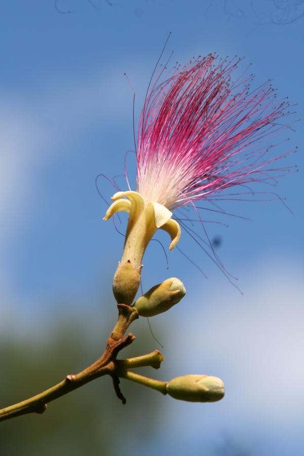 Fleur de Serianthes sachetiae ©IAC