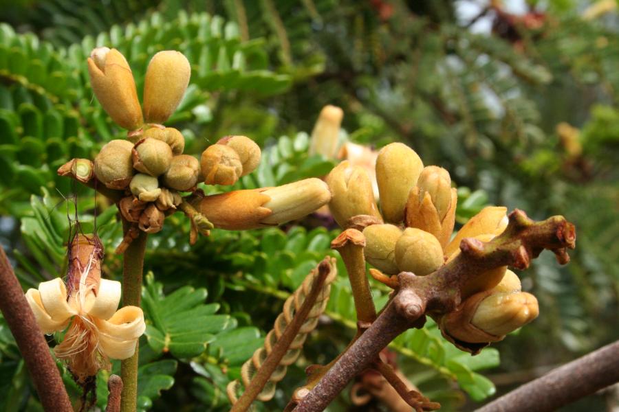  Boutons de Serianthes calycina ©IAC