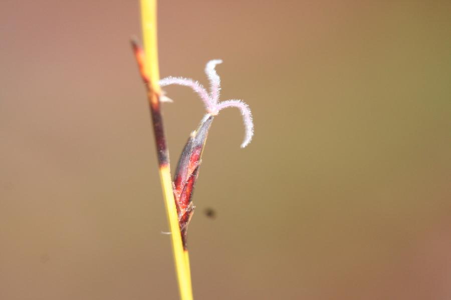 Fleur de Schoenus neocaledonicus ©IAC