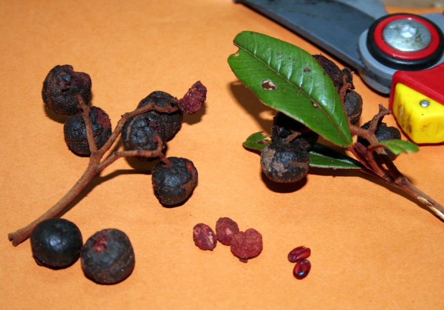Détail de fruits mûrs, du mésocarpe et des noyaux d'Alphitonia neocaledonica ©IAC