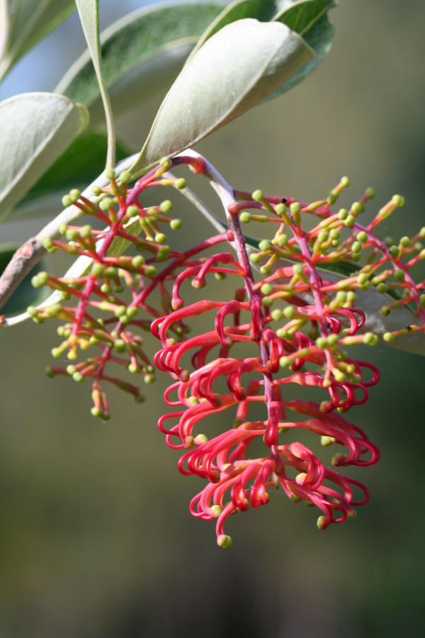Inflorescence de Grevillea meisneri avec des boutons et un début de formation des fleurs ©IAC