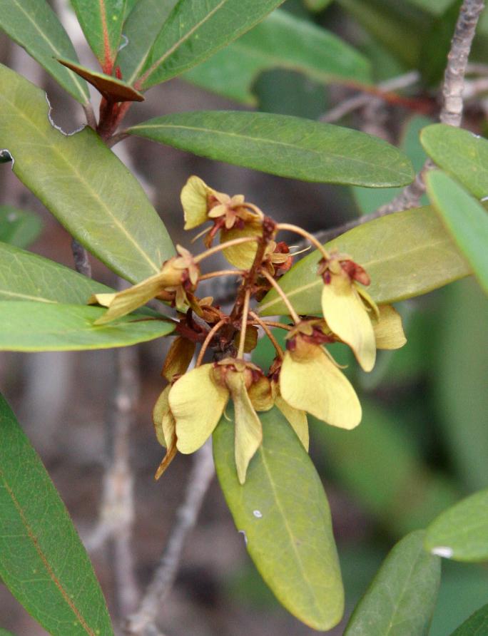 Infrutescence et disamares matures d'Acridocarpus austrocaledonicus ©IAC