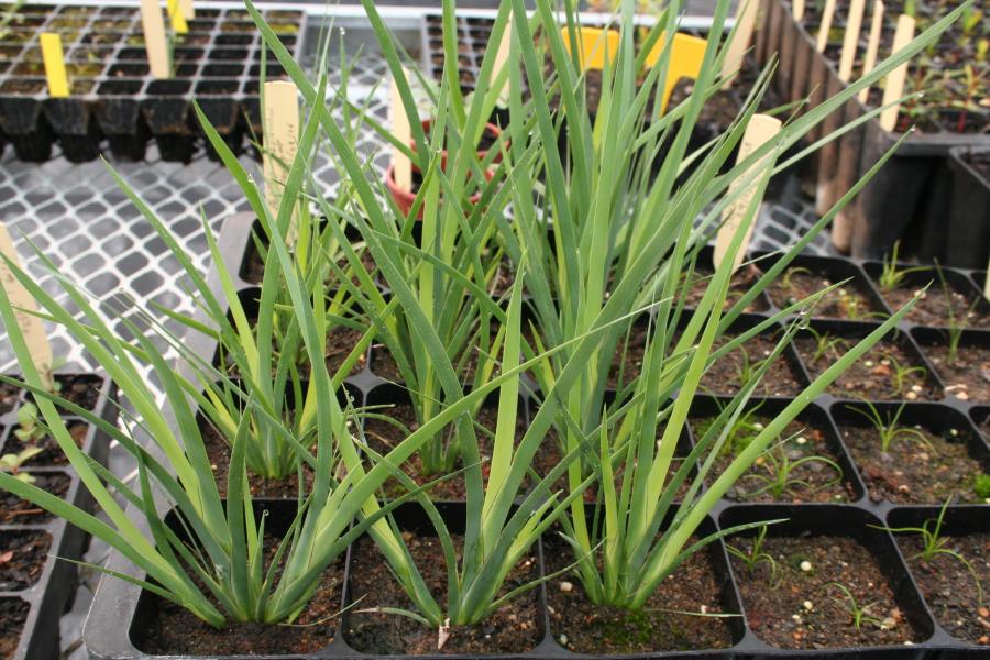 Plants de Machaerina deplanchei au bon stade pour être plantés (10 mois) ©IAC