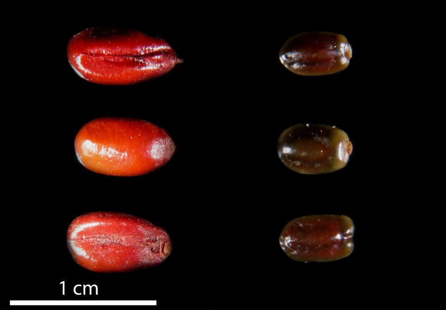 Graines d'Alphitonia neocaledonica ©IAC