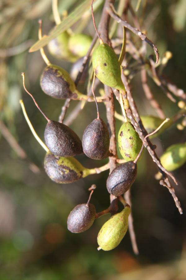 Infrutescence de Grevillea exul, portant des fruits mûrs et des fruits presque mûrs ©IAC