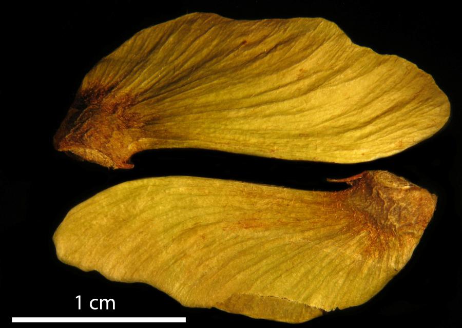 Disamare d'Acridocarpus austrocaledonicus séparée ©IAC