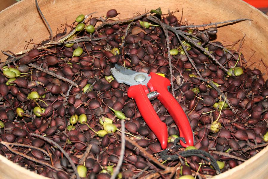 Fruits collectés de Grevillea rubiginosa, la plupart au bon stade (bruns, encore fermés ou à peine ouverts) ©IAC