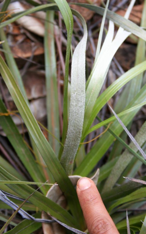 Limbe de Costularia pubescens ©IAC