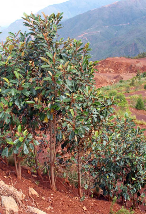 Plants d'Alphitonia neocaledonica sur un essai à Tontouta (2.5 ans après plantation, sur top-soil fertilisé)